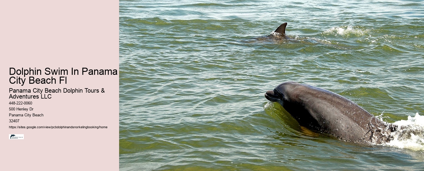 Dolphin Feeding Near Me