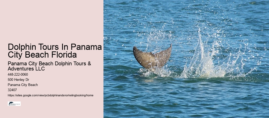 Dolphin Tours In Panama City Beach Florida