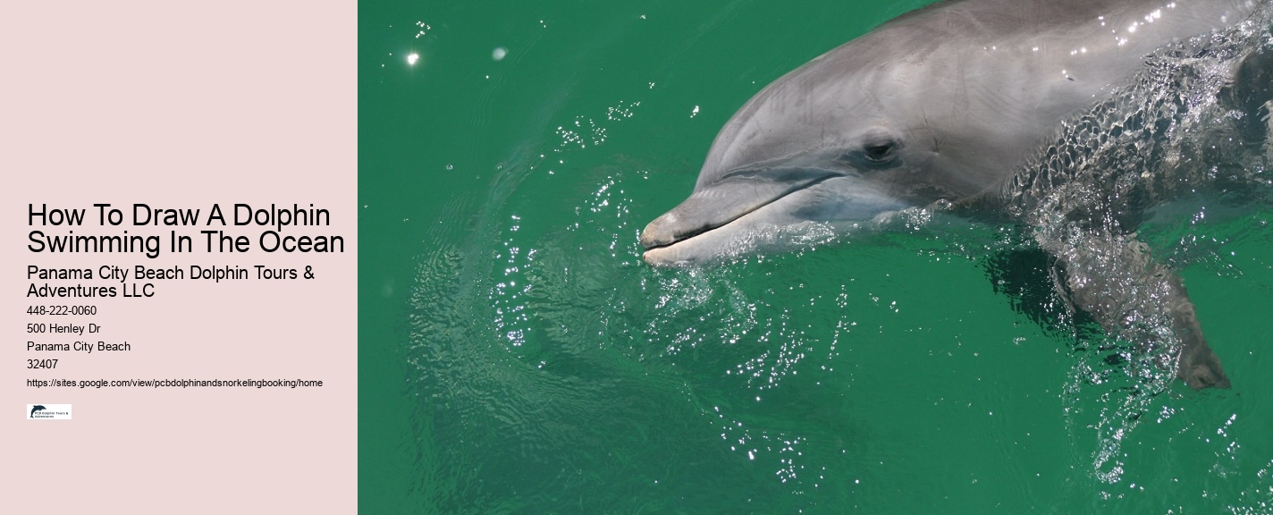 Dolphin Swim In Panama City Beach Fl