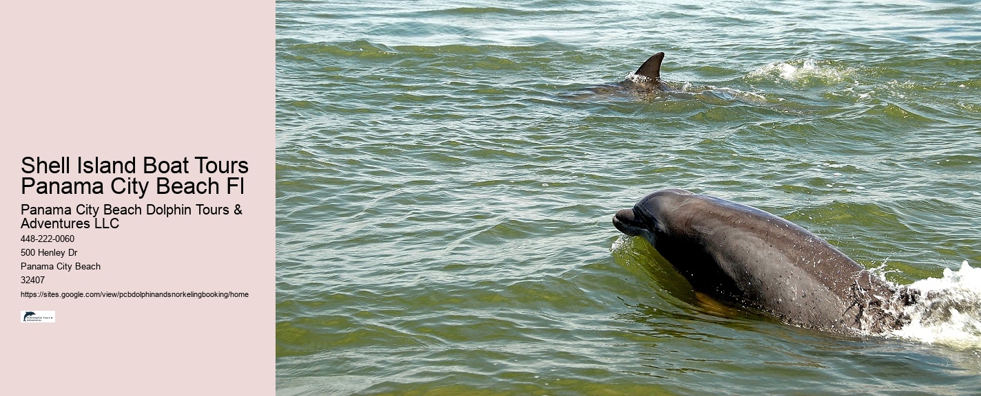 Swim With The Dolphins Panama City Beach Florida