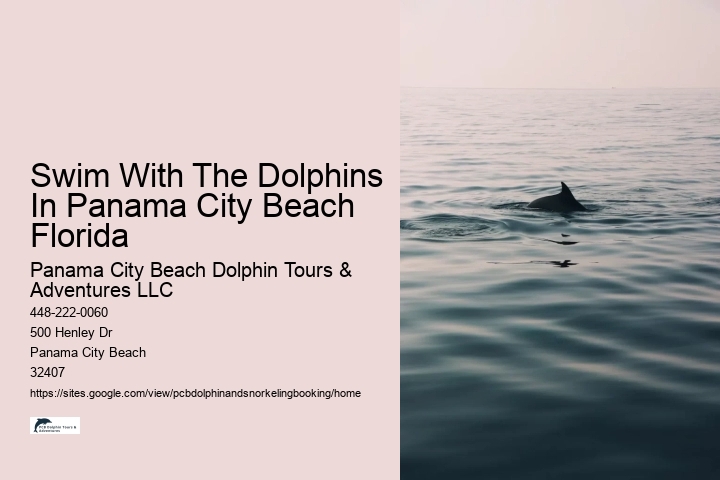 Swim With The Dolphins In Panama City Beach Florida