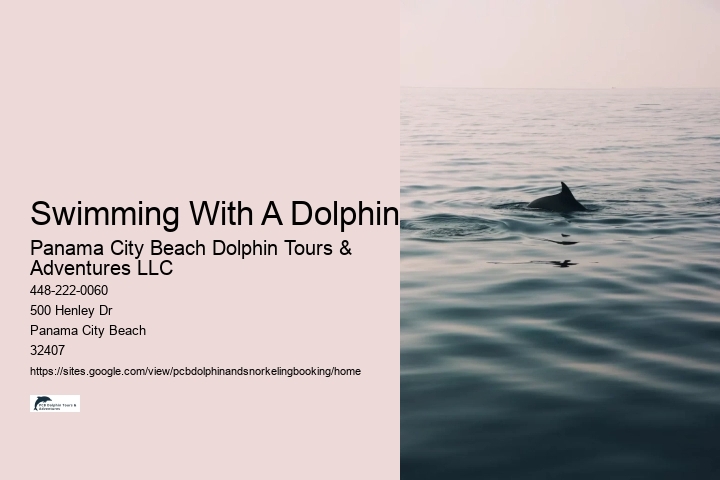 Swimming With A Dolphin