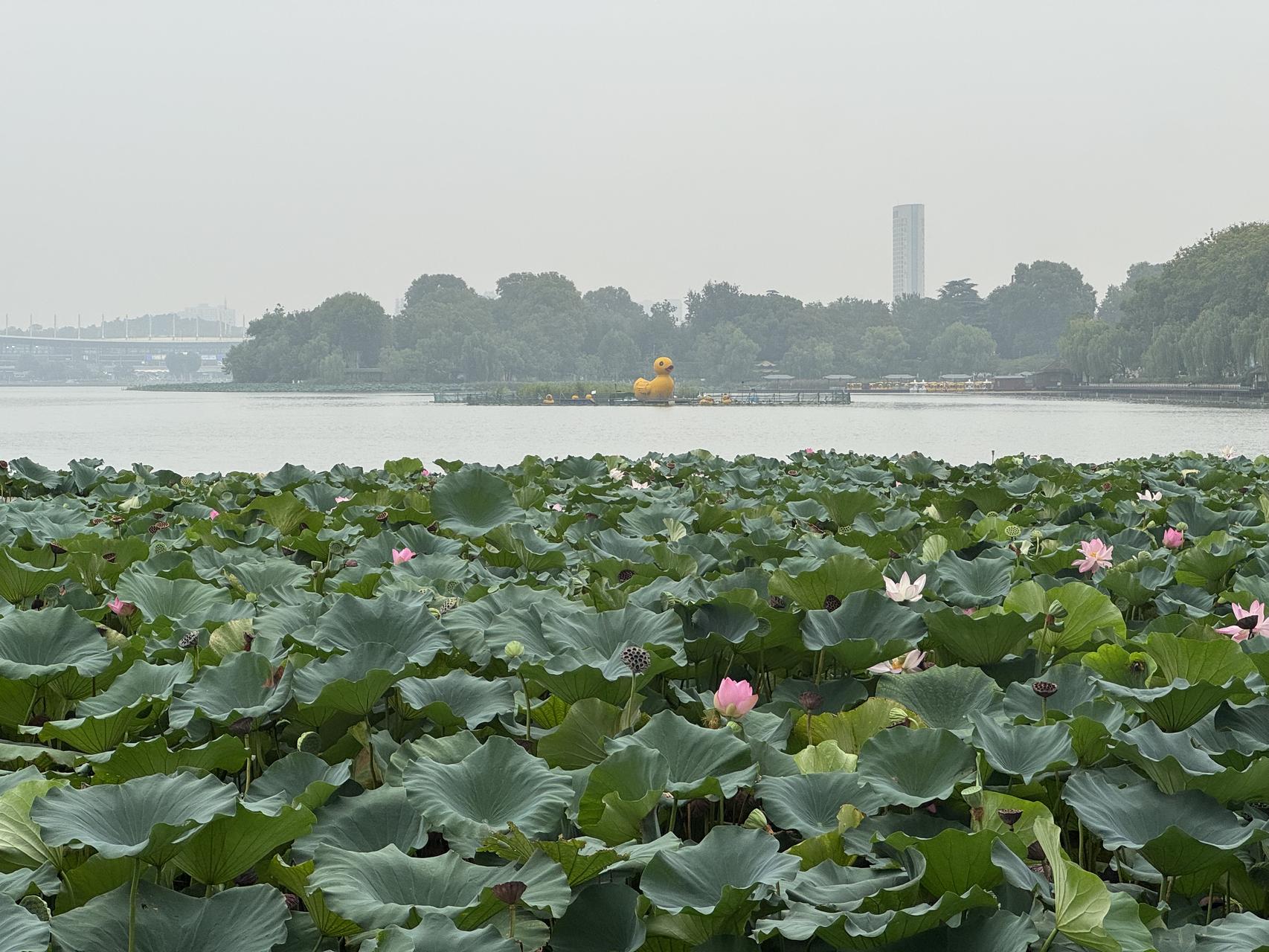 ‎Check network for missing images.