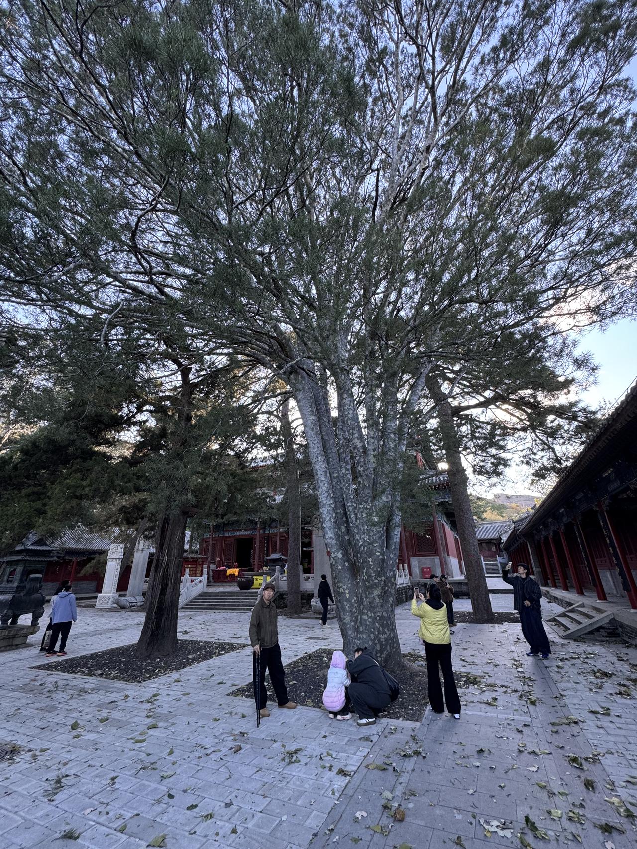 ‎Check network for missing images.