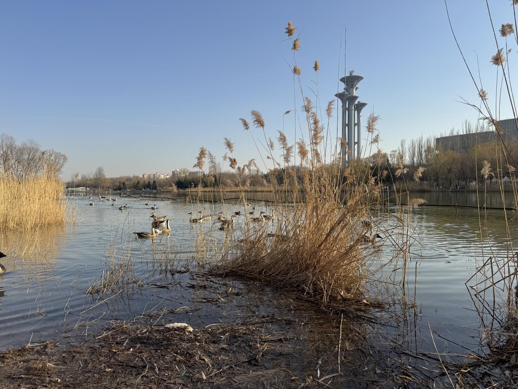 ‎Check network for missing images.