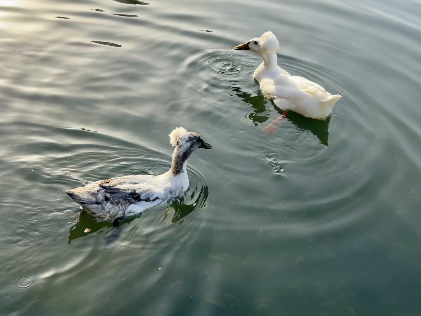 ‎Check network for missing images.