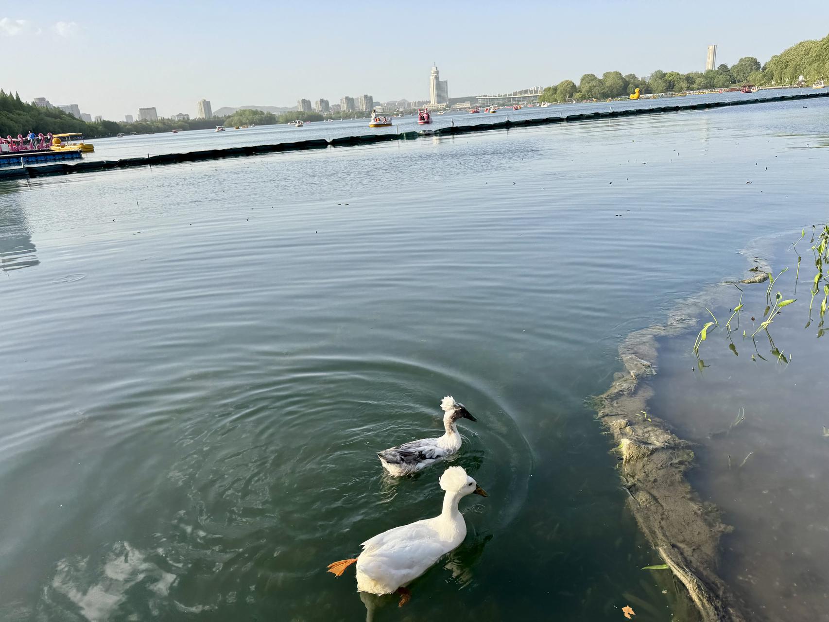 ‎Check network for missing images.