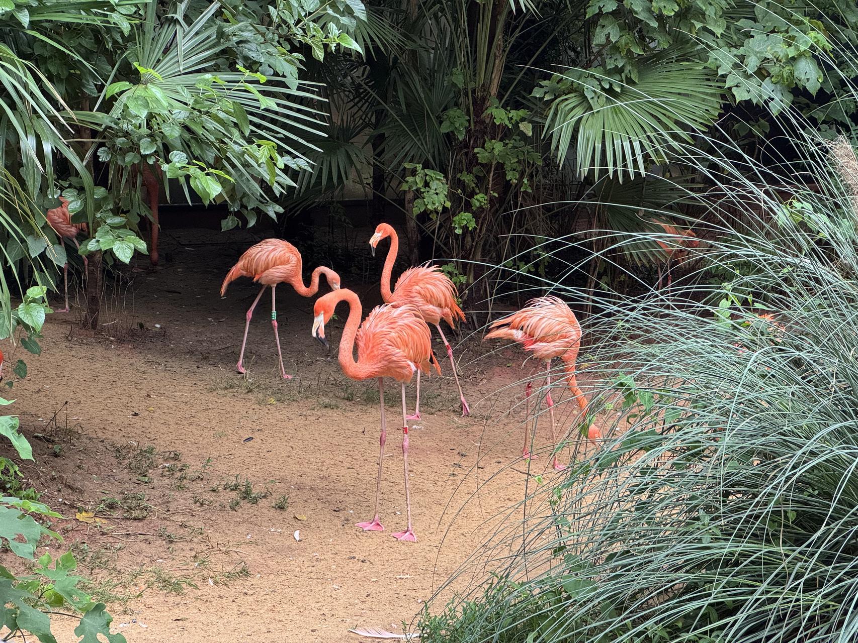 ‎Check network for missing images.