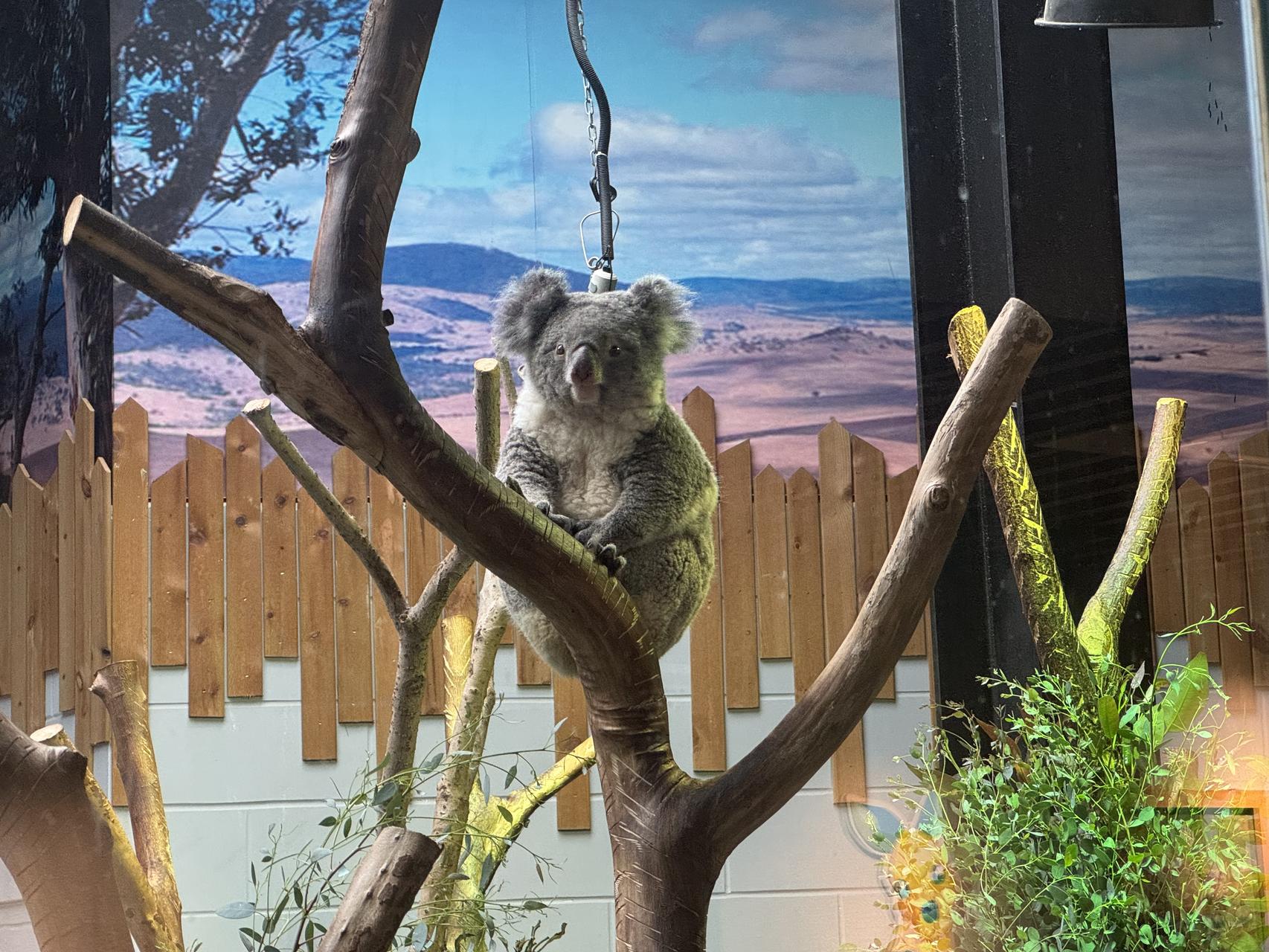 ‎Check network for missing images.