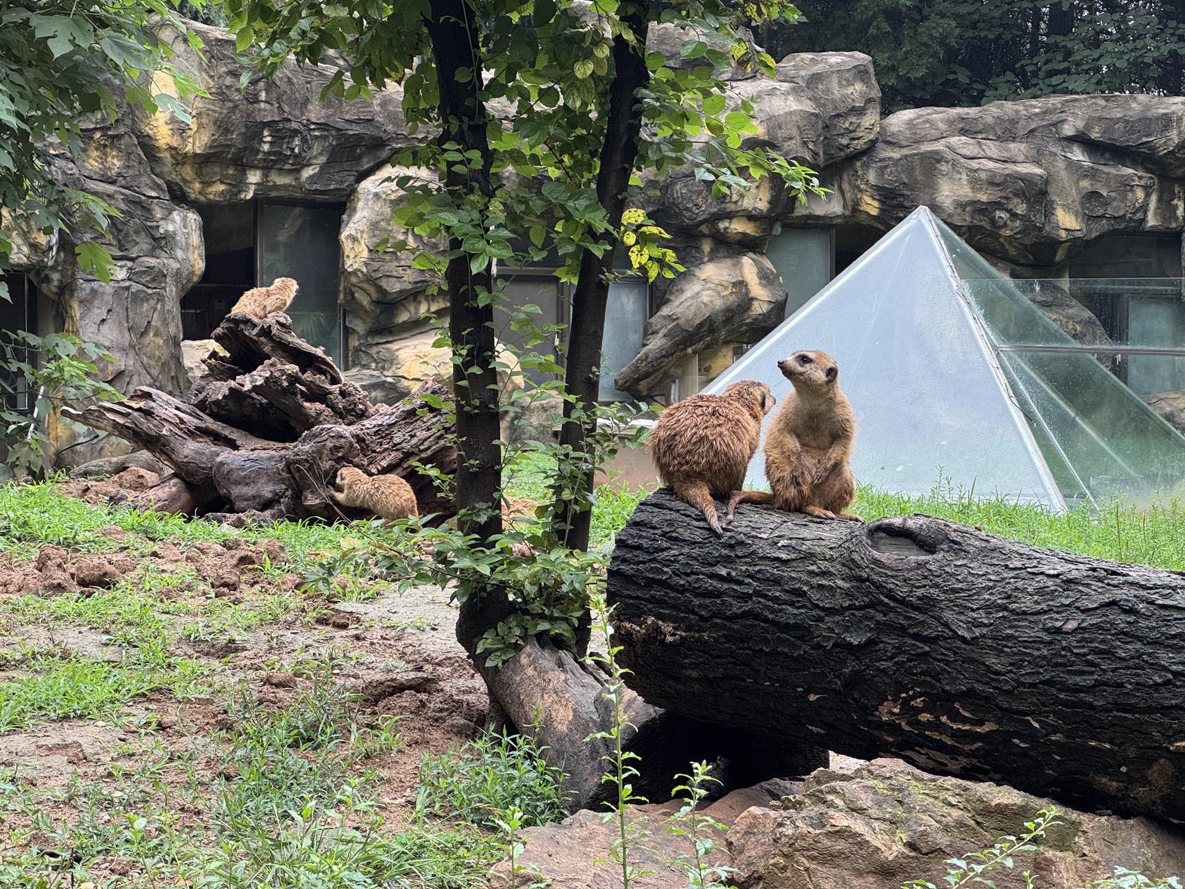 ‎Check network for missing images.